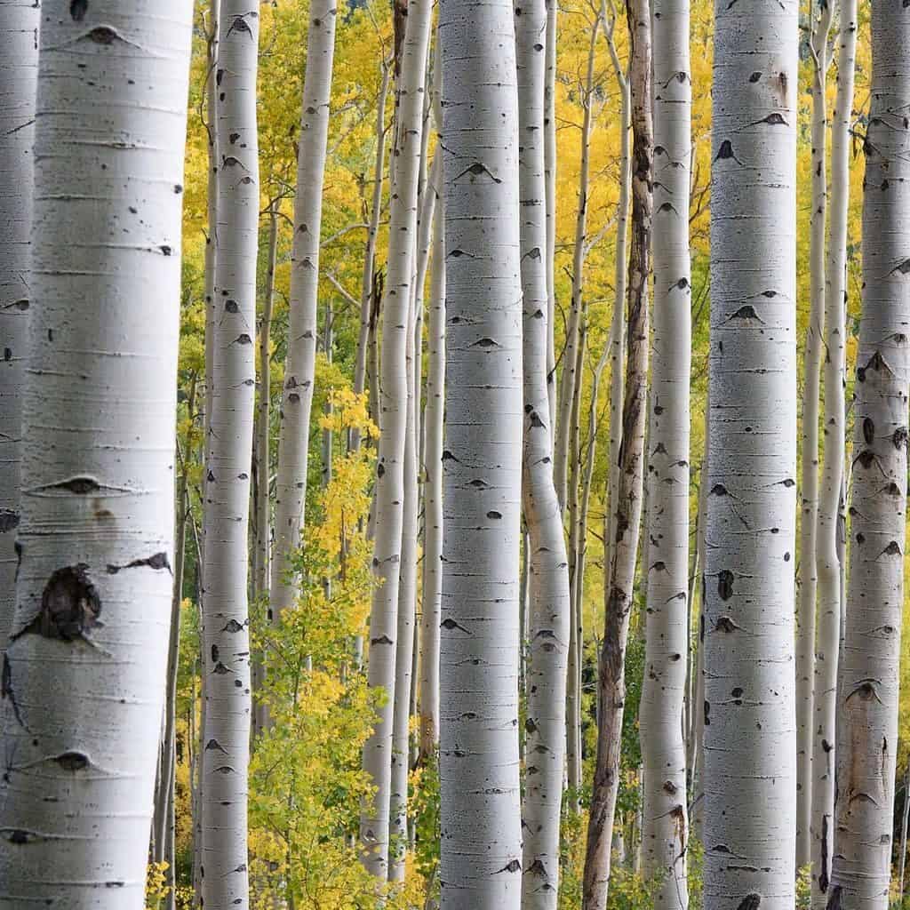 Real Aspen trees