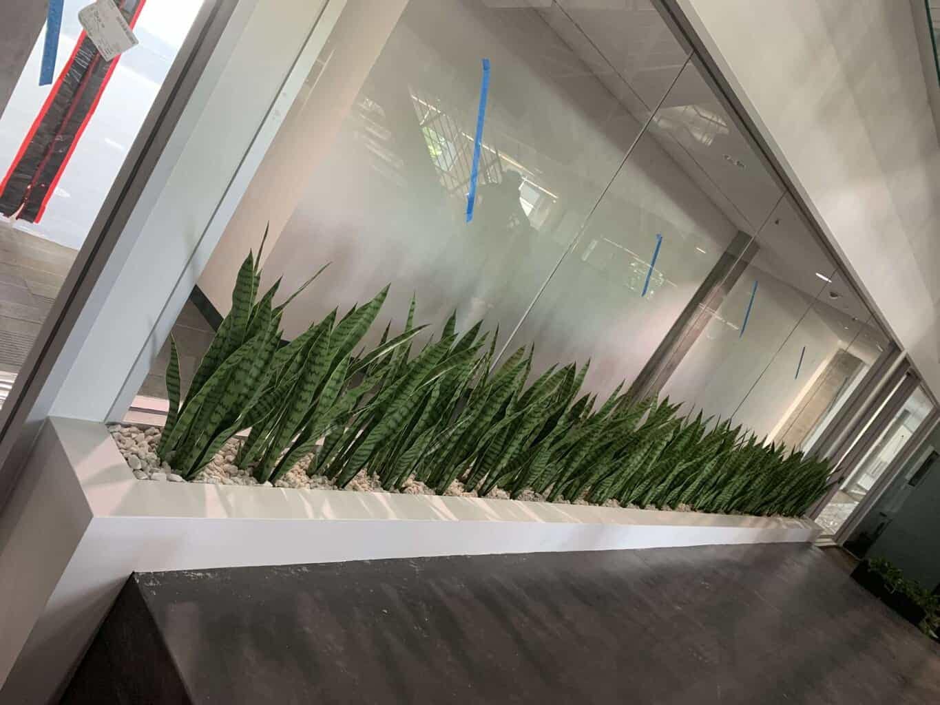 Artificial Mother-In-Law Plants in 33 feet built in planter box Artificial Mother-In-Law Plants in commercial building