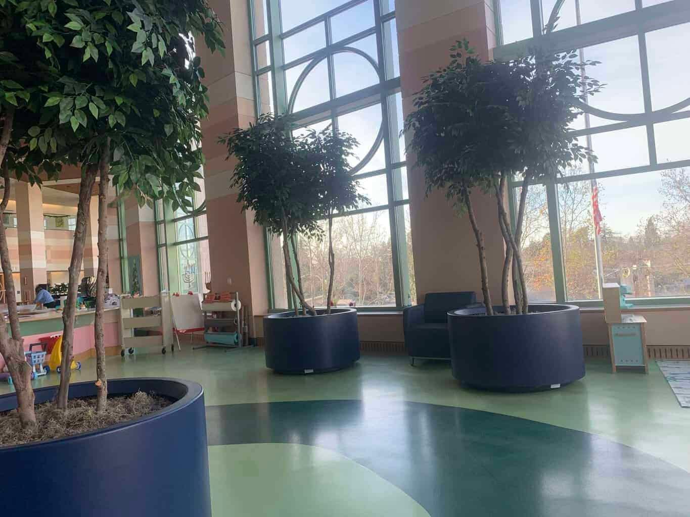10 ft custom ficus tree at Sacramento Hospital