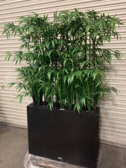 Bamboo in lateral planter