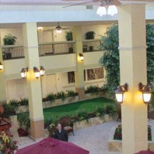 20 ft commercial ficus tree with lush greenery and smaller ficus trees in balcony