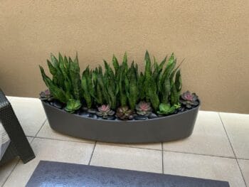 Modern succulent planter with lush green plants and colorful succulents.