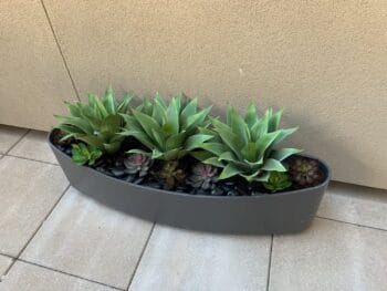 Succulent and Agave Plant Arrangement in Modern Planter