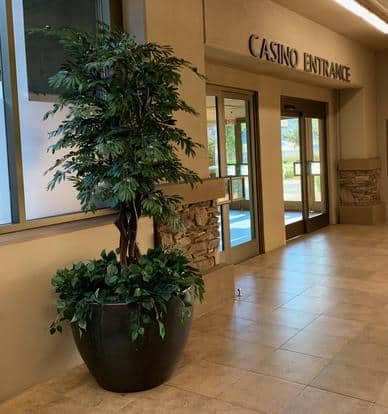 8 ft Olive tree at Cache Creek Casino. Replaced live trees.