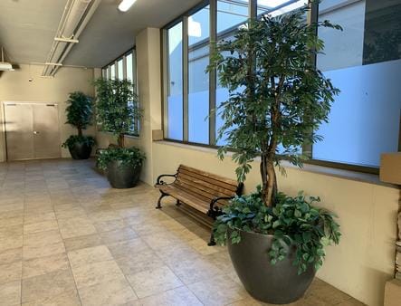 Elegant indoor potted trees with lush greenery in a modern casino