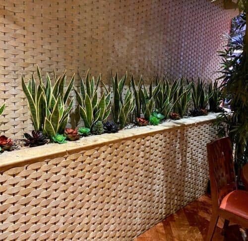 Snake Plant Arrangement in casino