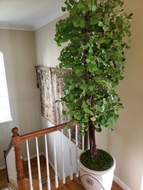 Indoor Ginko Tree in Decorative Pot