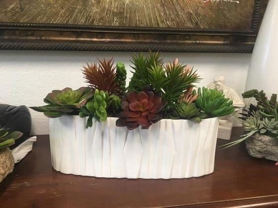 Succulents in Decor planter