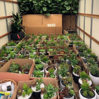 So many 6" artificial succulents being delivered to Reno, NV So many 6" artificial succulents being delivered to Reno, NV