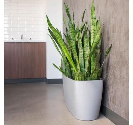 Lechuza lateral floor planters Testimonials