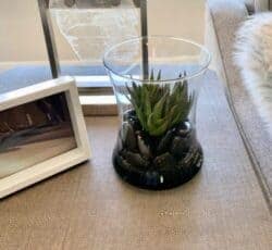 Succulent in designer glass with black rocks Faux Succulent in designer glass with black rocks