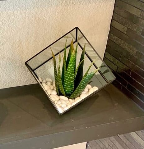 Succulent in small glass terrarium Faux Succulent in small glass terrarium