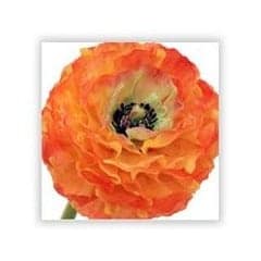 ranunculus silk flower