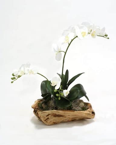 white orchids on log arrangement white orchids on log arrangement