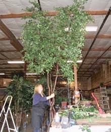 Janet building black olive trees Janet building black olive trees