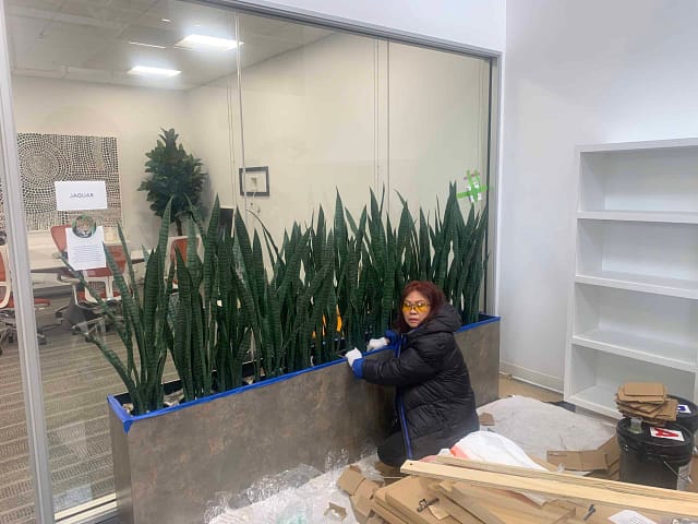 Marie finishing up Sansevieria at jobsite Marie finishing up Sansevieria at jobsite