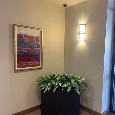 Artificial Silver Queen plants Artificial Silver Queen plants in lateral planter