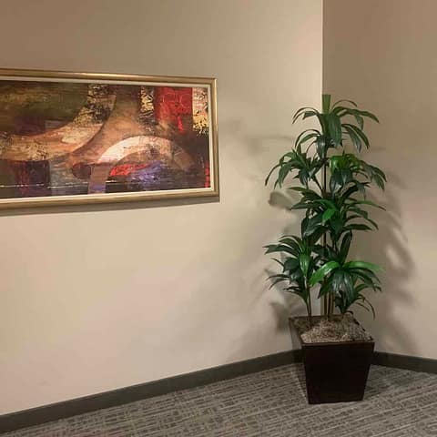 6ft Dracaena Plant in fiberglass planter 6ft Dracaena Plant in fiberglass planter