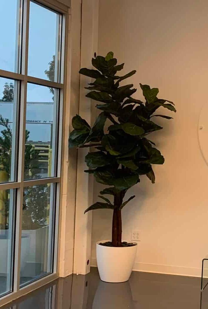 Custom Artificial Fiddle Leaf Fig Indoor Plant in White Pot