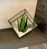 Faux Succulent in small glass terrarium
