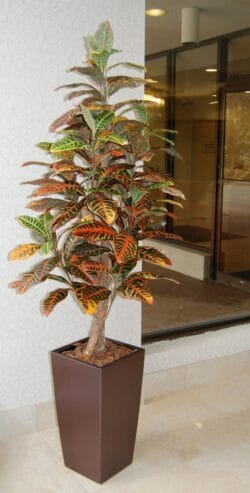 Custom Croton Tree Custom Croton Tree