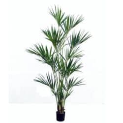 Kentia-Palm-300x300 Kentia Tropical Palm Tree