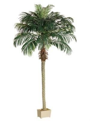 Phoenix-Palm-225x300 Tall tropical palm tree with lush green fronds in a decorative pot.