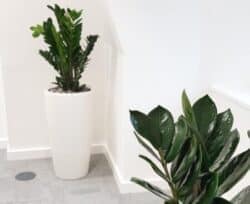 Zamioculcas-zamiifolia-zz-plant-300x245 Zamioculcas zamiifolia (zz faux plant)Artificial Plant Products