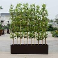 Green wall installation with lush, vibrant plants for interior or exterior decor.