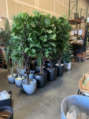 Fiddle Leaf Fig trees in stylish pots for indoor decor.