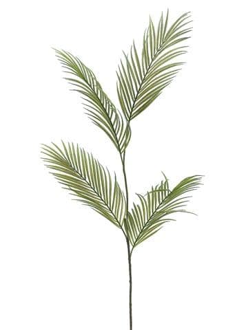 Areca Spray