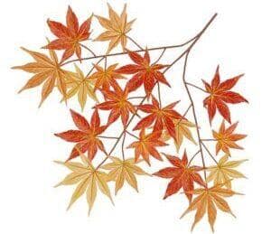 Autumn maple leaves branch with vibrant red, orange, and yellow hues.