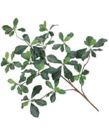 Greenery plant for interior decor and landscaping.