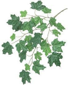 Vibrant green ivy plant with detailed leaves, climbing and spreading.