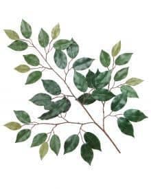 Green leafy plant branch for natural home decor and design.