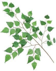 Green leaf branch for natural decor and botanical design.