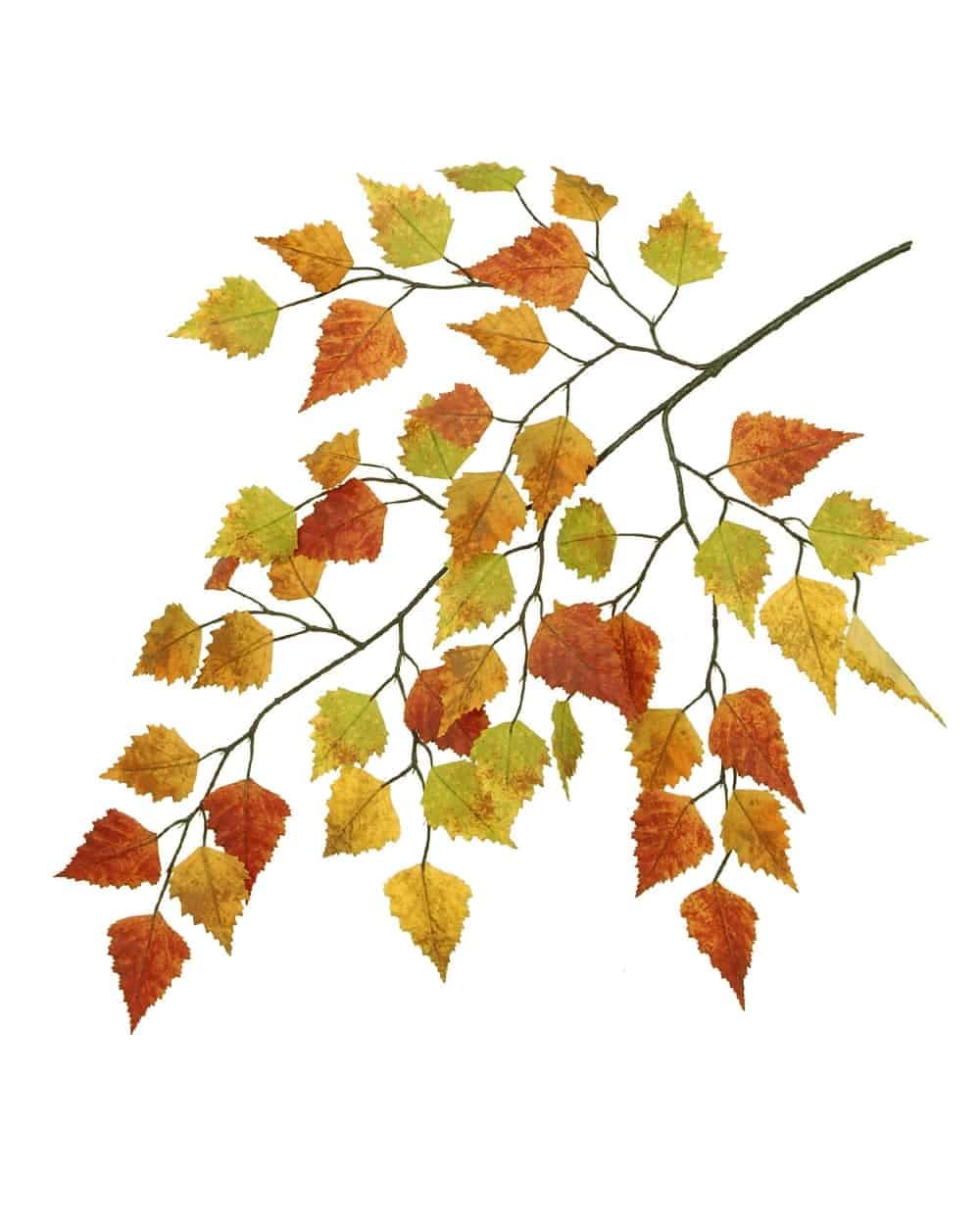Autumn maple leaf branch with colorful yellow, orange, and green leaves.