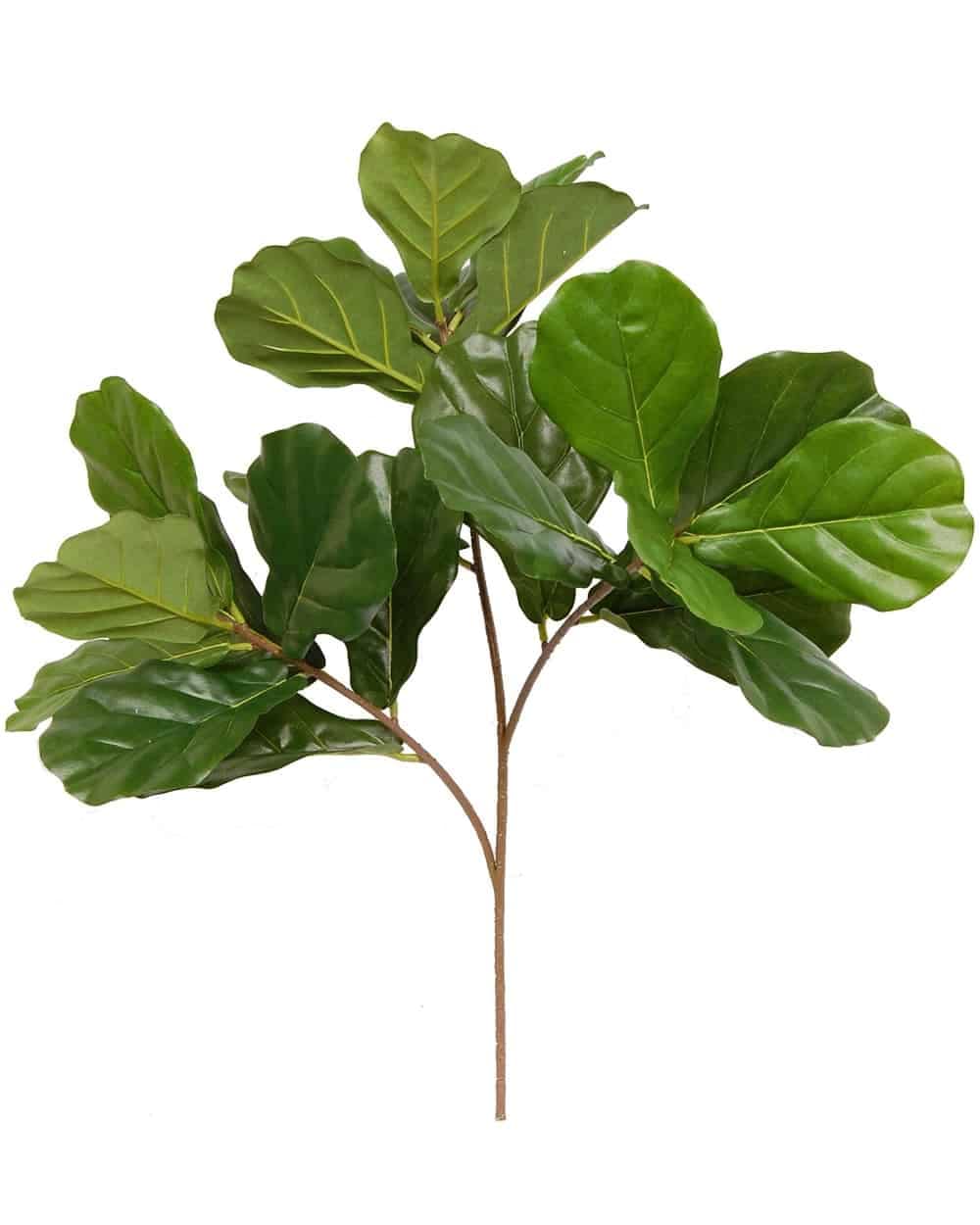 Fiddle Leaf Fig branch with large, glossy green leaves for interior decor.