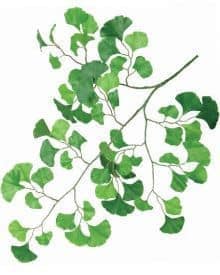 Ginkgo leaf arrangement for Pacific Silkscapes, showcasing natural greenery and elegant design.
