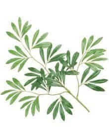 Green leafy branch with slender, elongated leaves for natural decor.