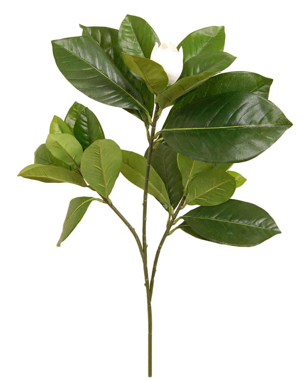Magnolia leaf with white flower bud, lush green foliage.
