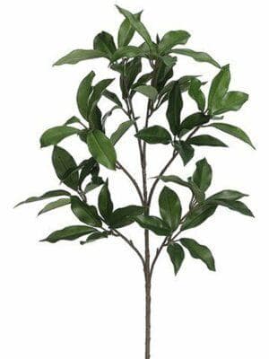 Mountain Laurel spray