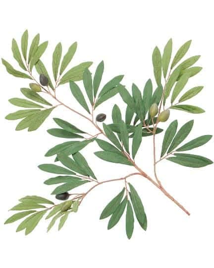 Olive branch with green leaves and black olives, symbolizing natural beauty and tranquility.