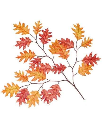 Autumn maple leaf branch with vibrant red and orange leaves.