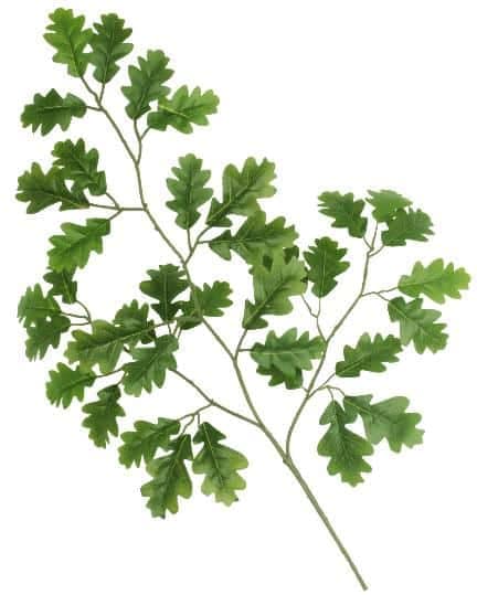 Close-up of vibrant green oak leaves on a branch.