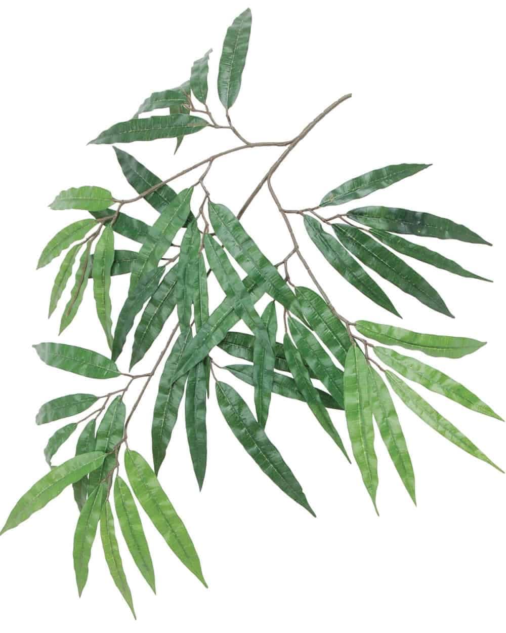 Eucalyptus leaves with slender green foliage on a white background.
