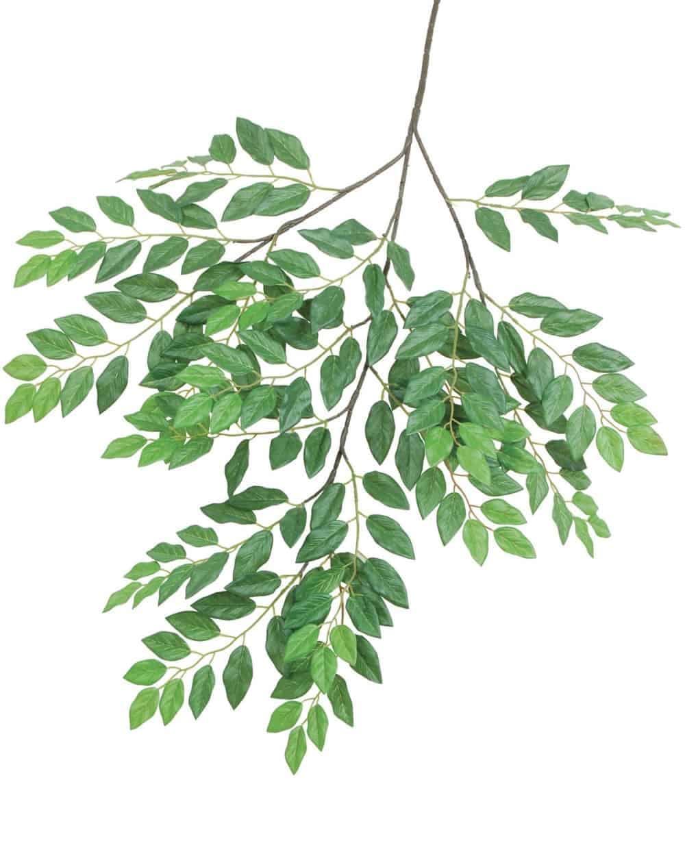 Elegant green leaves branch illustration for Pacific Silkscapes.