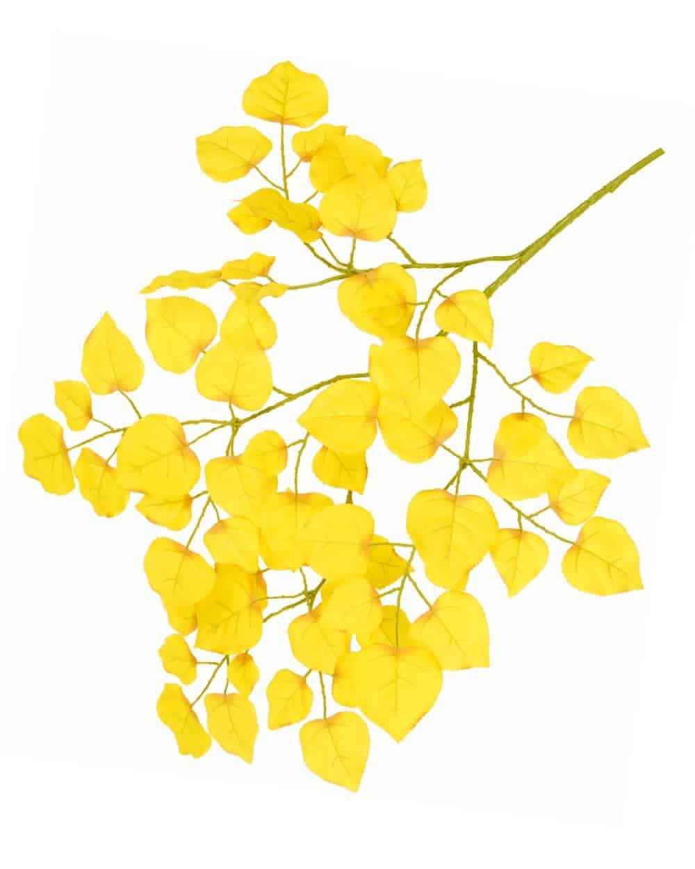 Golden Bougainvillea branches with vibrant yellow leaves and delicate flowers.