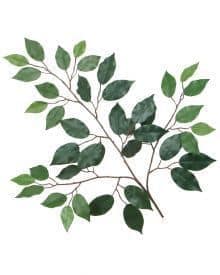 Green leafy branch for natural home accents.