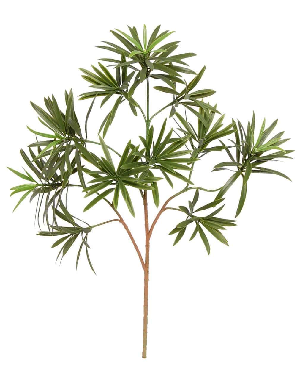Indoor tropical plant with lush green, elongated leaves, ideal for home or office decor.